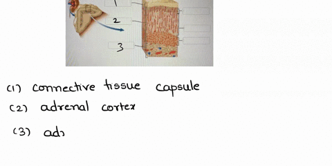 Endocrine Lab Worksheet 9 Correctly label the following parts of the