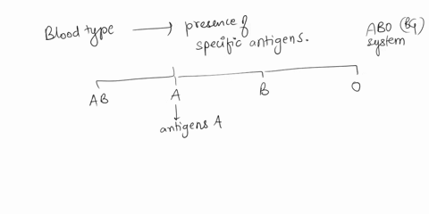explain-what-determines-blood-type-and-list-the-fourtypes-of-blood-71108