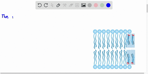 the-image-shows-lipid-bilayer-with-the-polar-heads-represented-by-circles-and-the-hydrophobic-tails-represented-by-lines-add-the-fatty-acids-into-the-lipid-bilayer-to-indicate-structure-that-53236