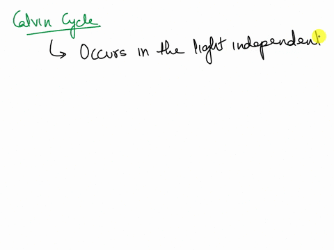 which-of-the-following-is-not-involved-during-the-light-reactions-of-photosynthesis-an-electron-transport-chain-photosystem-calvin-cycle-atp-synthase-97786