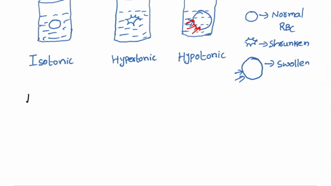 osmosis-an-ongoing-process-in-ihe-body-that-possible-because-cell-membranes-are-selectively-permeable-semipermeable-osmosis-eflects-can-be-observed-in-the-lab_-for-example-diflerences-osmoti-60999