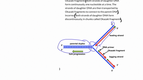 during-dna-replication-the-parent-dna-helix-splits-into-two-separate-strands-which-pair-with-nucleotides-to-form-the-matching-daughter-helixes-of-dna-okazaki-fragments-are-used-during-the-pairing-proc
