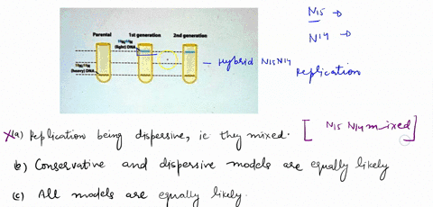 meselson-and-stahl-used-radioactive-dna-labeling-to-demonstrate-that-dna-replication-is-semiconservative-however-what-if-their-result-was-different-and-ithey-saw-the-following-parental-is-ge-72686