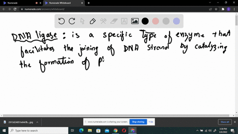 what-is-the-function-of-the-enzyme-dna-ligase-why-is-that-function-crucial-to-dna-replication-97095