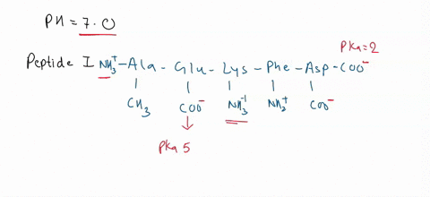 1-a-calculate-the-net-charges-the-following-peptides-at-ph-70-show-steps-show-individual-charges-on-amino-acids-to-explain-how-you-arrived-at-the-net-charge-for-each-of-the-peptide-points-pe-29054