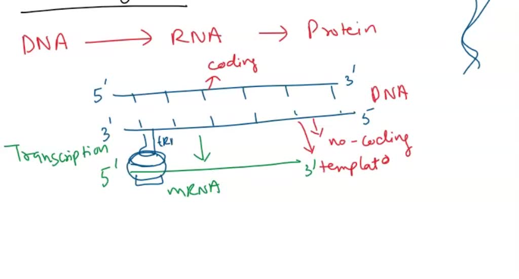 SOLVED: The central dogma states that DNA makes RNA makes protein ...