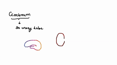 which-lobe-of-the-cerebrum-is-responsible-for-planning-and-initiating-voluntary-motor-movement-45412