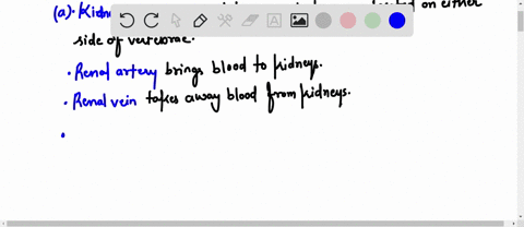 nune-uie-prumary-componcits-oine-uatomical-feutures-of-the-human-kidney-eomhte-tdcreaju-curaatra-enuut-iquush-oncan-kidney-ureters-urinary-bladder-urethra-a-human-urinary-system-key-kidneys-78686