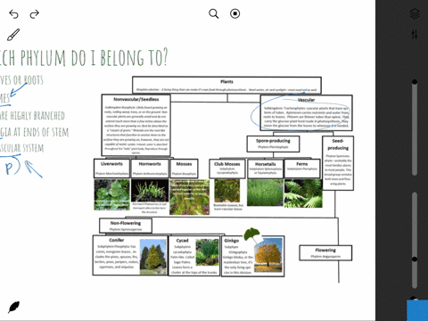 while-exploring-a-forest-you-come-upon-a-plant-that-you-havent-seen-before-you-dig-it-up-and-take-it-back-to-your-lab-for-further-inspection-back-at-the-lab-you-observe-the-characteristic-st-96377
