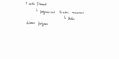 f-actin-filaments-a-are-composed-of-four-linear-strands-b-are-composed-of-polymerized-g-actin-monomers-wound-around-each-other-in-a-helix-c-are-composed-of-g-actin-dimers-d-polymerize-at-the-79418
