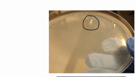 following-the-culture-of-your-plates-how-did-they-look-did-they-grow-did-you-have-contaminants-or-was-it-one-bacteria-properly-isolated-how-do-you-know-e-diagram-your-plate-and-explain-your-success-or