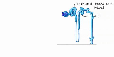 label-the-regions-of-the-nephron-in-the-image-below-2pts-99294