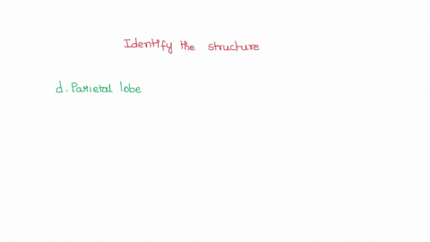 which-structure-is-highlighted-longitudinal-fissure-lateral-sulcus-temporal-lobe-parietal-lobe-38127