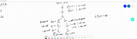 1-explain-how-glucose-is-metabolized-to-yield-atp-87012