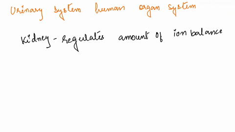 match-the-function-of-the-urinary-system-to-the-human-organ-system-in-the-key-a-muscular-system-b-7-61786