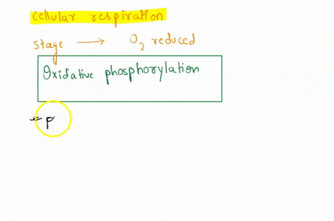 4-stages-of-cellular-respiration-glycolysis-pyruvate-oxidation-citric-acid-cycle-oxidative-phosphorylation-in-which-stages-of-cellular-respiration-is-o2-reduced-in-which-stages-of-cellular-r-35724