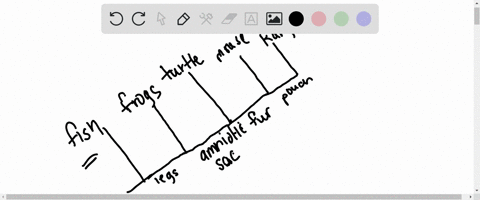 draw-an-evolutionary-tree-showing-the-relationships-of-these-vertebrates-fish-frog-turtle-mouse-and-kangaroo-based-upon-which-ones-share-these-homologous-traits-legs-all-but-fish-amniotic-eg-03964