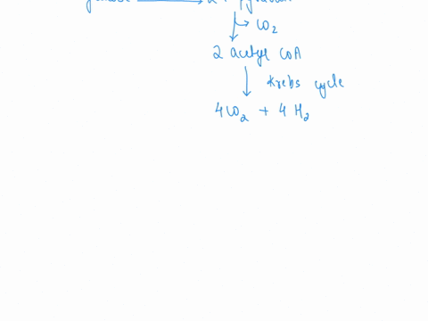 cells-can-make-atp-through-aerobic-respiration-anaerobic-respiration-or-fermentation-which-of-the-following-pathways-do-all-three-forms-of-cellular-catabolism-share-breaking-down-pyruvate-in-36866