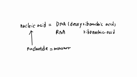 what-is-the-monomer-that-makeup-nucleus-acids