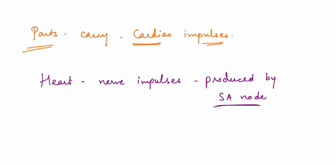 the-correct-sequence-of-parts-that-carry-cardiac-impulses-is-select-one-a-av-node-sa-node-purkinje-fibers-av-bundle-b-sa-node-av-node-av-bundle-purkinje-fibers-c-av-node-av-bundle-purkinje-f-32454