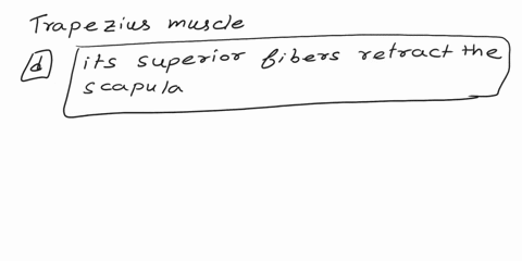 which-of-the-following-is-true-about-trapezius-muscle-aits-inferior-fibers-retract-the-scapula-bit-is-not-innervated-fromthe-brachial-plexus-cits-middle-fibers-elevate-the-scapula-dits-super-60602