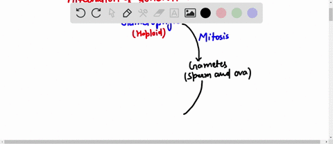 the-event-that-leads-from-the-haploid-stage-to-the-diploid-stage-in-alternation-of-generations-is-__-79662