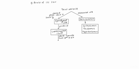 concept-mapping-ventricle-to-the-fourth-ventricle-third-ventricle-eutualaws-contains-choroid-plexus-lined-with-emhprard-colls-associated-with-the-diencephalon-thalamus-that-produce-hypothala-15338