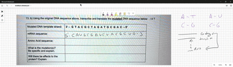 13-b-using-he-original-dna-sequence-above-transcribe-and-iranslale-the-mutated-dna-sequence-below-i4t-mutated-dna-template-strand-3-6-t-a-c-g-c-t-a-g-a-t-g-c-g-a-mrna-sequence-amino-acid-seq-92378