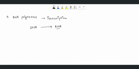 transcription-what-does-rna-polymerase-do-in-transcription-what-is-the-end-product-of-transcription-72455