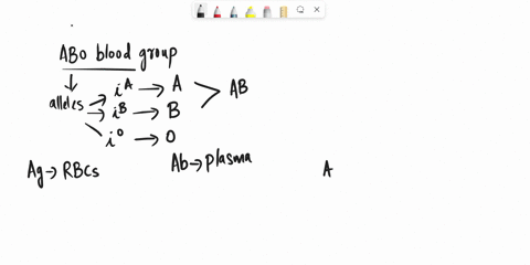 people-with-abo-blood-type-o-a-have-both-antigens-a-and-b-on-their-erythrocytes-b-lack-both-antigens-42633