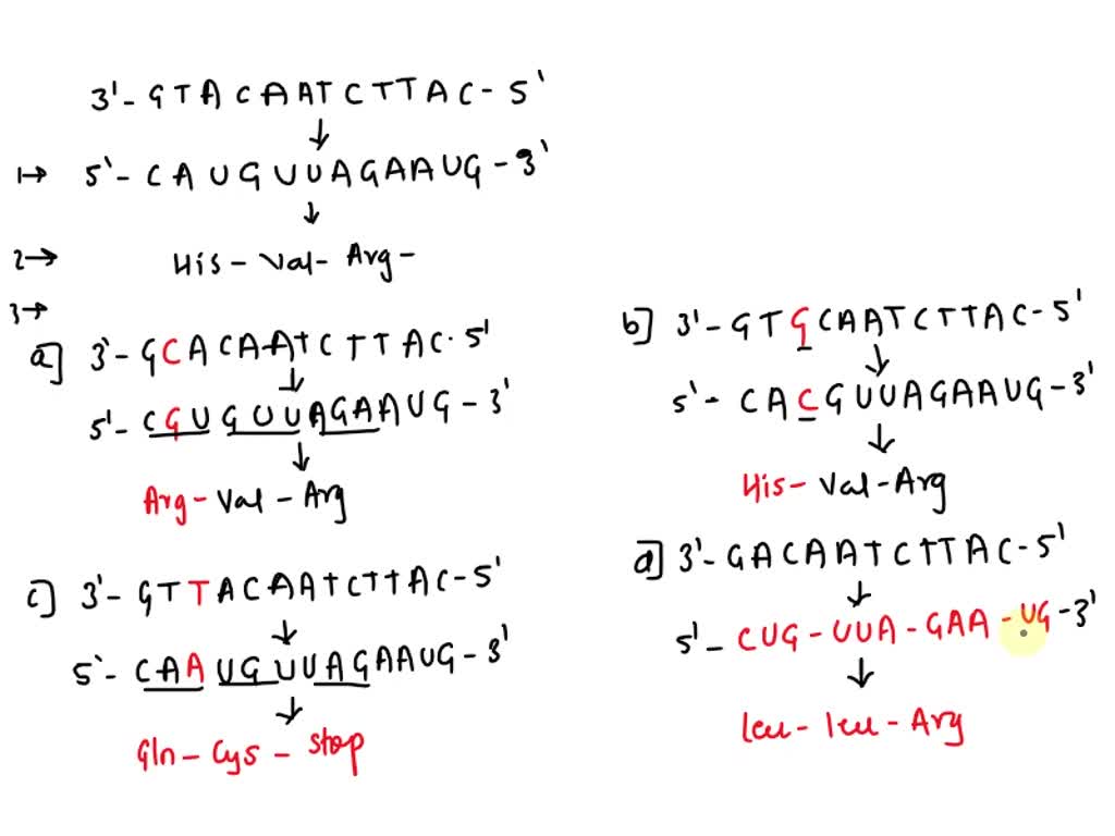 SOLVED: Translate the following mRNA sequence to an amino acid sequence ...