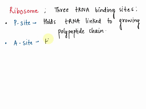 use-the-following-image-to-answer-questions-39-40-jtd-5-after-the-peptide-bond-forms-what-will-happen-next-rnaa-will-bc-carrying-the-polvpeptide-and-it-will-shift-to-the-a-site-trna-a-will-b-68557