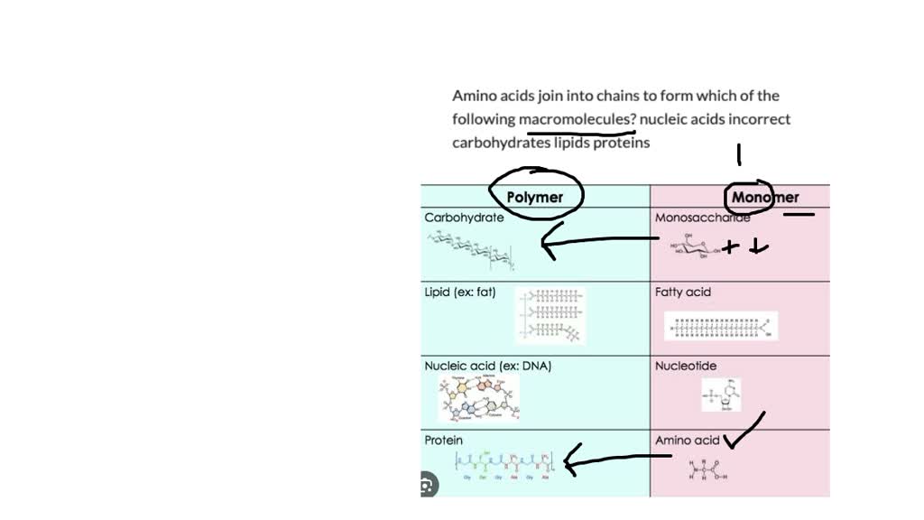 SOLVED Amino acids join into chains to form which of the following
