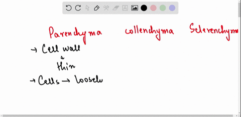 difference-between-parenchyma-collenchyma-and-sclerenchyma-on-the-basis-of-their-cell-wall-93506
