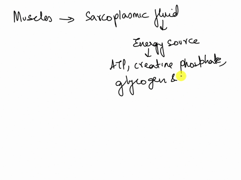 an-increase-in-volume-of-glycogen-and-semifluid-plasma-is-known-as-myofibrillar-atrophy-myofibrillar-hypertrophy-sarcoplasmic-atrophy-sarcoplasmic-hypertrophy-93083