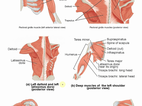 muscular-systemupper-limb-review-of-muscles-cnstart-with-the-three-muscles-labeled-aon-the-lines-providedwrite-the-names-of-the-superficial-muscles-shown-with-the-color-used-for-each-labeled-29052