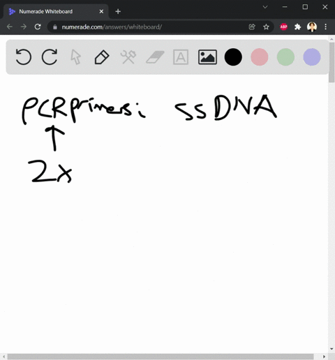 what-would-be-the-effect-on-the-pcr-reaction-if-any-of-the-following-circumstances-there-are-two-primers-in-the-reaction-2-there-is-taq-polymerase-in-the-reaction-point-the-pcr-reaction-will-97544