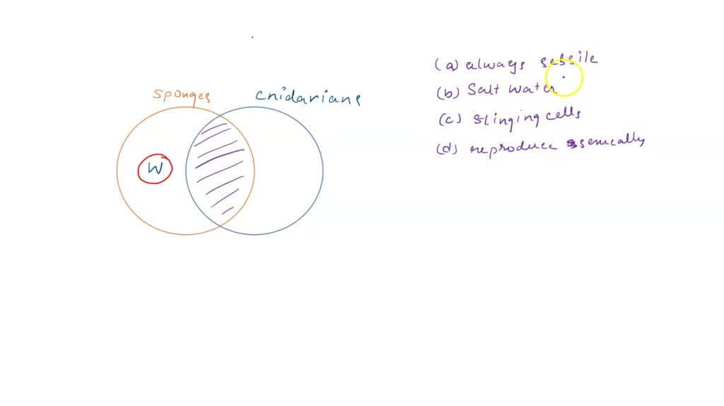 SOLVED 'Sinead drew a Venn diagram to compare sponges and cnidarians
