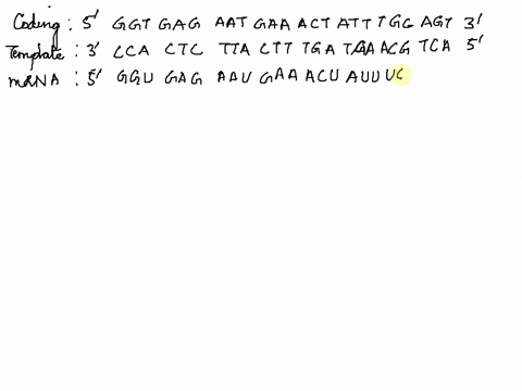 bio-340-activity-1-dna-and-the-central-dogma-name-last-first-complete-dna-coding-ggt-gag-aati-gaa-act-att-tgc-agt-dna-template-nucleus-mrna-codon-5-trna-codon-3-nuclear-pore-aa-3-letter-aa-1-01806