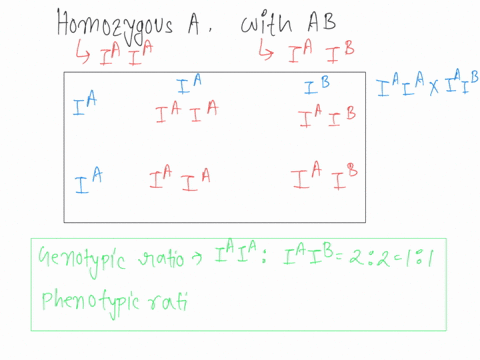 abo-blood-type-und-cqdominance-problcms-jn-humans-ihere-are-iutce-alleles-for-blood-type-b-and-0-the-allele-for-blood-type-and-allele-for-blood-tpe-bshow-coominng-person-with-both-alleles-ha-76807