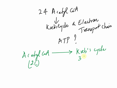 when-24-acetyl-co-a-molecules-are-respired-through-the-krebs-cycle-and-the-electron-transport-chain-to-oxygen-how-many-atp-molecules-will-be-produced-05464