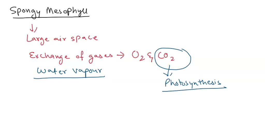 SOLVED Why is there a proportionally large volume of air space in