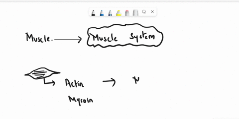 what-is-the-function-of-the-muscular-system-5-what-is-the-function-of-the-muscular-system-heat-production-movement-posture-ail-of-the-above-70368