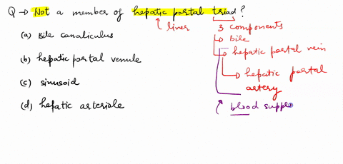 which-of-the-following-is-not-a-member-of-the-hepatic-portal-triad-select-one-a-bile-canaliculus-b-hepatic-portal-venule-c-sinusoid-d-hepatic-arteriole-13697
