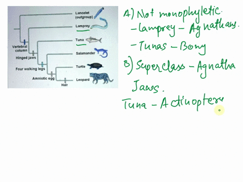 question-17-lancelet-outgroup-lamprey-tuna-vertebral-column-salamander-hinged-jaws-tunle-four-walking-legs-amniotic-egg-leopard-halr-lets-consider-the-group-known-as-fish-this-includes-the-l-47256