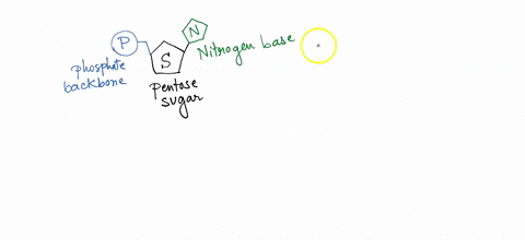 24-draw-nucleotide-and-iabel-the-three-maln-parts-25-the-purine-nitrogenous-bases-are-and-_-26-the-pyrimldine-nitrogenous-bases-are-27-circle-the-nitrogenous-base-above-found-only-in-rna_-no-20323