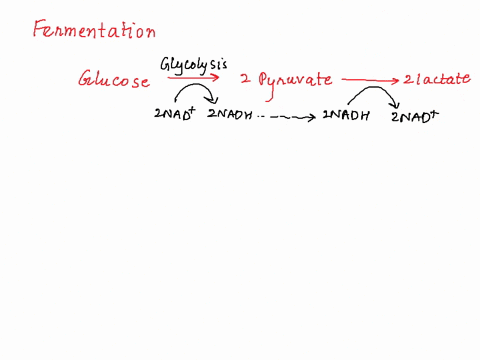 which-of-the-following-is-true-about-fermentation-electrons-are-transferred-from-nadh-to-pyruvate-molecule-of-atp-is-produced-by-substrate-level-phosphorylation-c-it-produces-both-nadh-and-f-29865