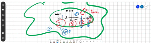 which-of-these-is-not-true-of-the-electron-transport-chain-a-the-electron-transport-chain-is-located-on-the-cristae-of-the-mitochindria-b-the-electron-transport-chain-produces-more-nadh-than-any-met-2