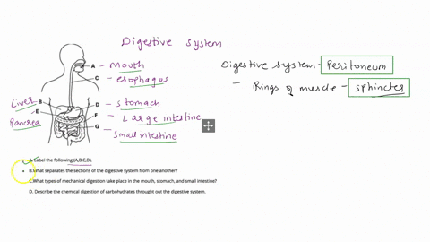 question-26-2-points-look-at-the-picture-below-and-answer-the-questions-that-follow-a-label-the-following-abcd-bwhat-separates-the-sections-of-the-digestive-system-from-one-another-cwhat-typ-50682