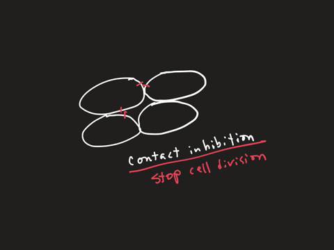 a-as-cells-become-more-numerous-they-begin-to-squeeze-against-each-other-restricting-their-size-and-ability-to-produce-control-factors-b-as-cells-become-more-numerous-the-cell-surface-proteins-of-one